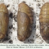 athamanthia japhethica pupa